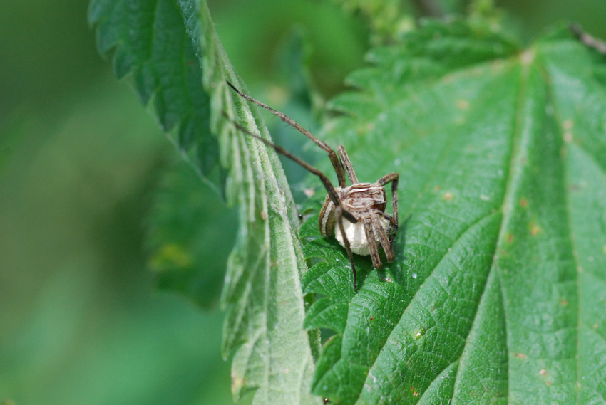 Pisaura sp.